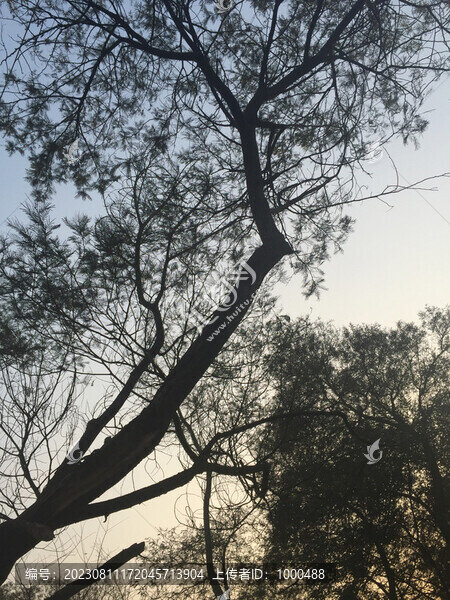 大樹