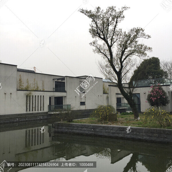 小區(qū)河邊的樹
