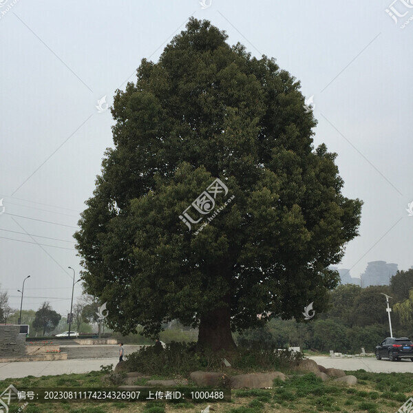 香樟樹(shù)