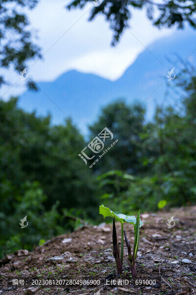 山間路邊植物道新芽新葉