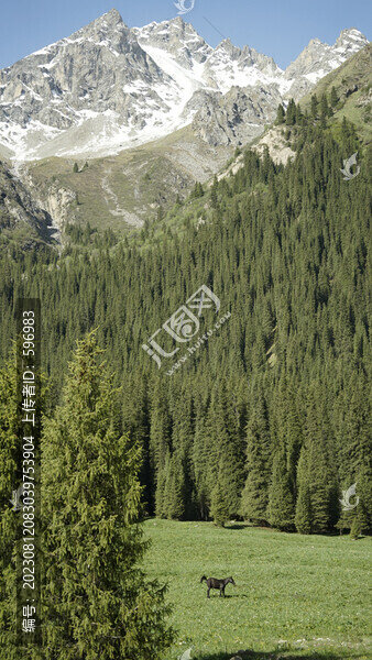 新疆夏塔冰川雪山森林草原馬