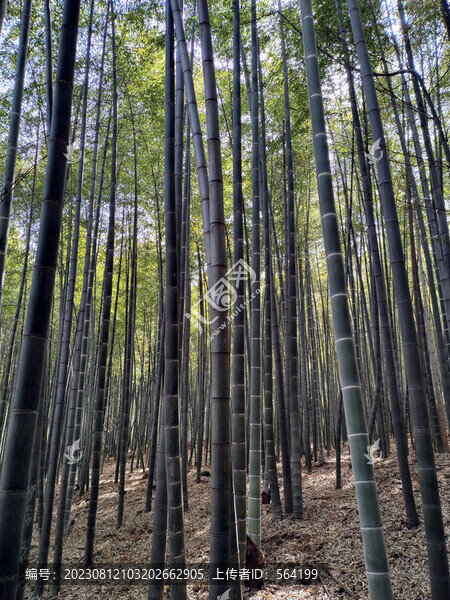 高大挺拔茂盛堅(jiān)強(qiáng)的竹子