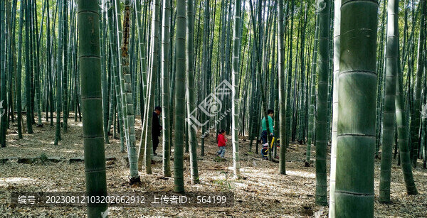 高大挺拔茂盛堅(jiān)強(qiáng)的竹子