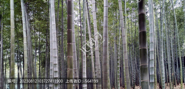 高大挺拔茂盛堅(jiān)強(qiáng)的竹子