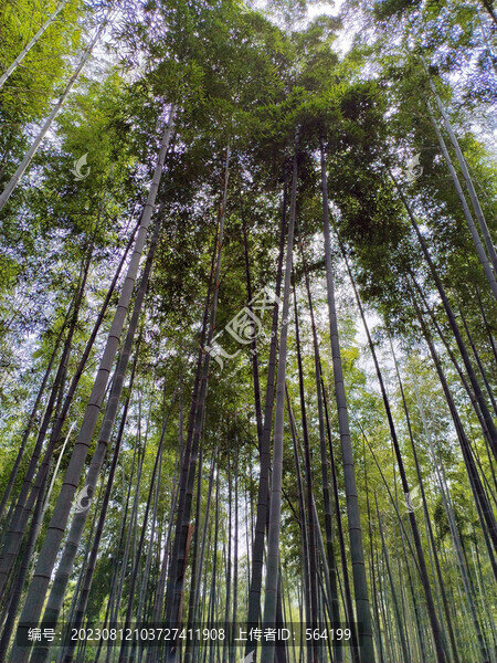 高大挺拔茂盛堅(jiān)強(qiáng)的竹子