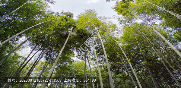 高大挺拔茂盛堅強的竹子
