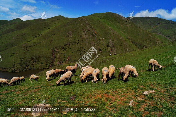 高山草原羊群