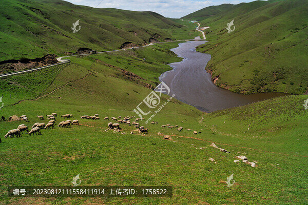 高山草原羊群