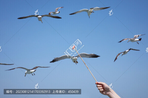 喂食海鷗