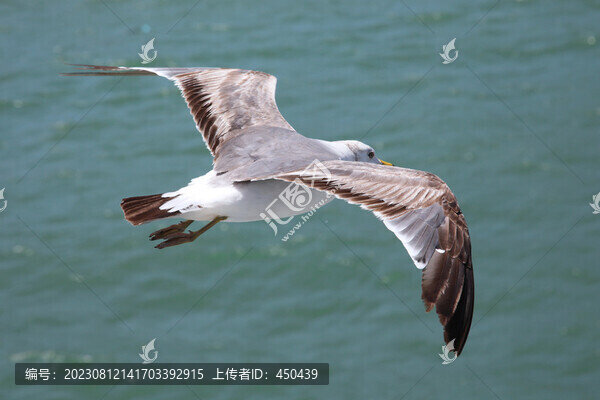海鷗