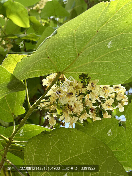 梓樹花簇