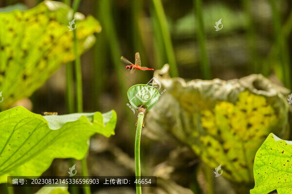 早有蜻蜓立上頭