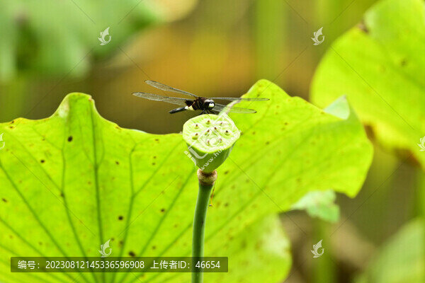 早有蜻蜓立上頭