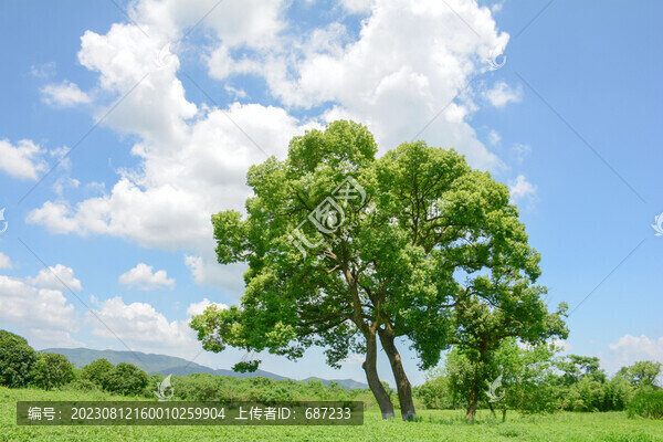 藍天白云綠樹綠草地