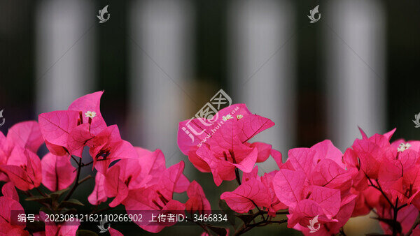 公園簕杜鵑三角梅特寫(xiě)