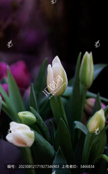 郁金香花與花苞