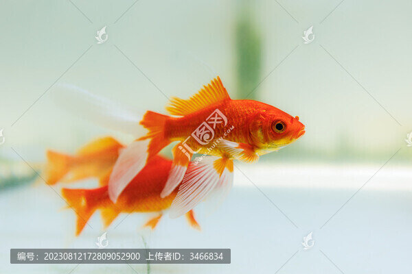 水中游弋的紅色觀賞魚