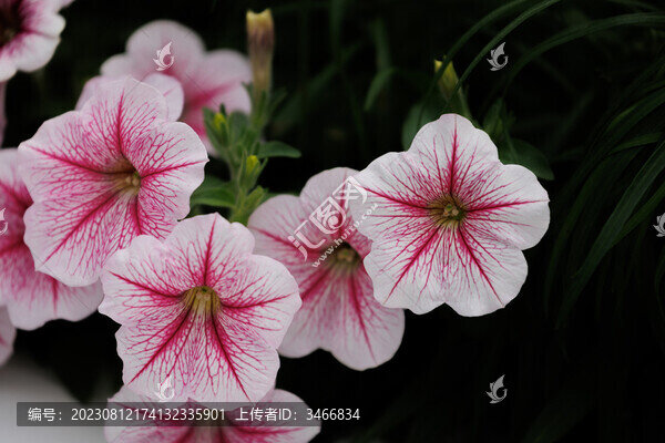 碧冬茄花叢