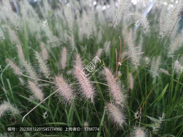 狗尾巴草