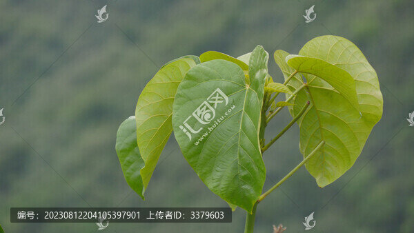 油桐樹葉油桐果