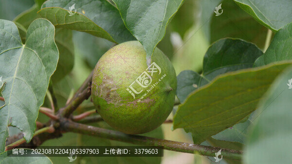 油桐樹葉油桐果