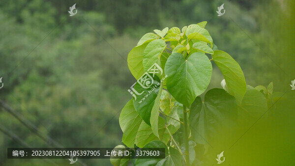 油桐樹(shù)葉油桐果