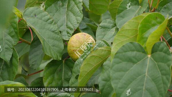 油桐樹葉油桐果