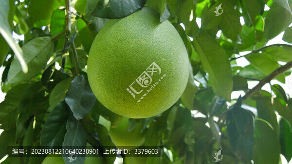 柚子