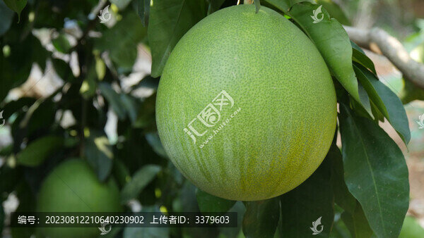 柚子