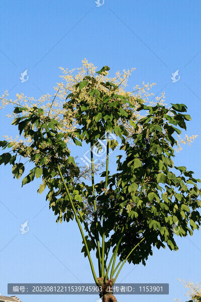 梧桐樹