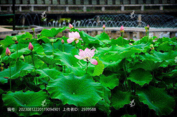 荷花