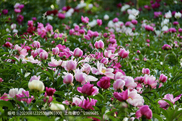芍藥花