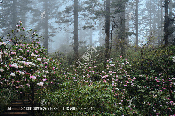 瓦屋山高山杜鵑
