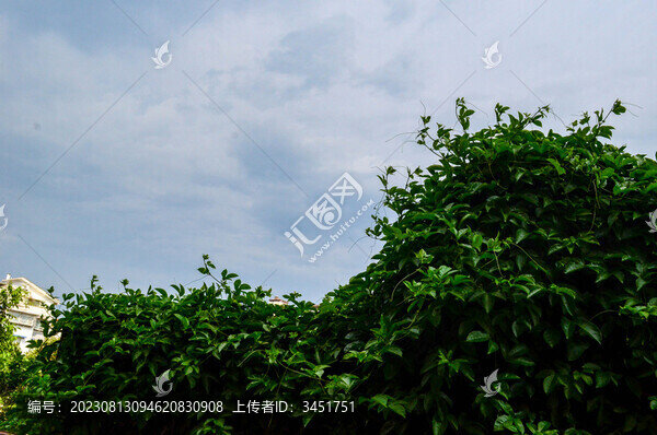 藍天綠植