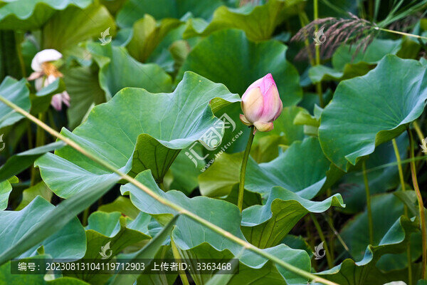 荷花