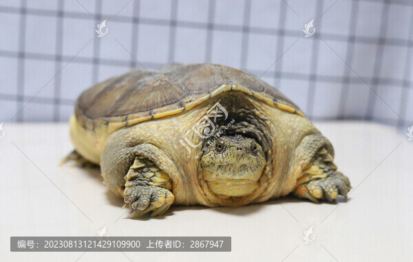 北美鱷龜