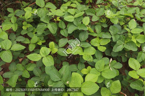 黃豆地
