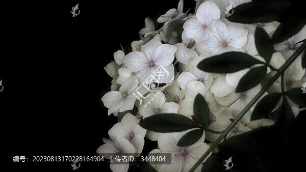 微距繡球淡白