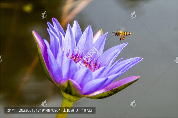 昆蟲蜜蜂