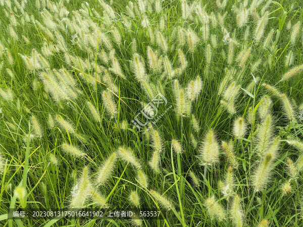 狗尾巴草