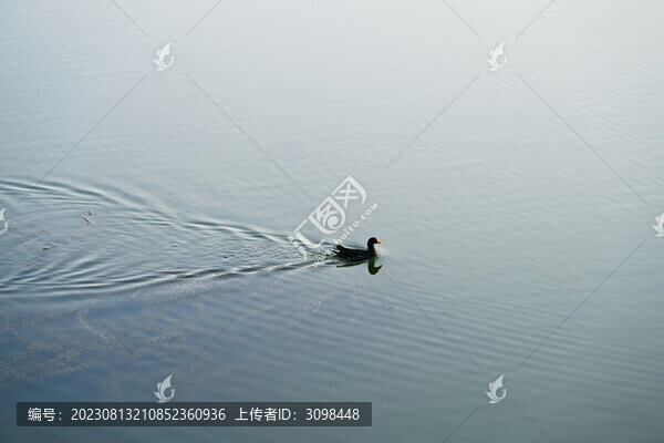 野鴨