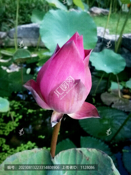 荷花