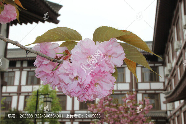 寺院櫻花