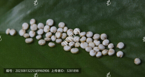 顆粒飽滿無雜質(zhì)的進(jìn)口白藜麥