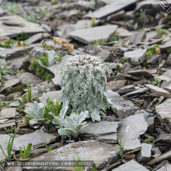 高原植物雪兔子特寫