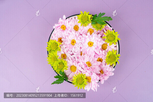 雛菊