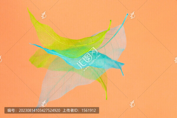彩色樹(shù)葉葉脈