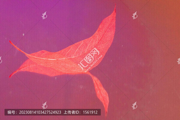 彩色樹葉葉脈