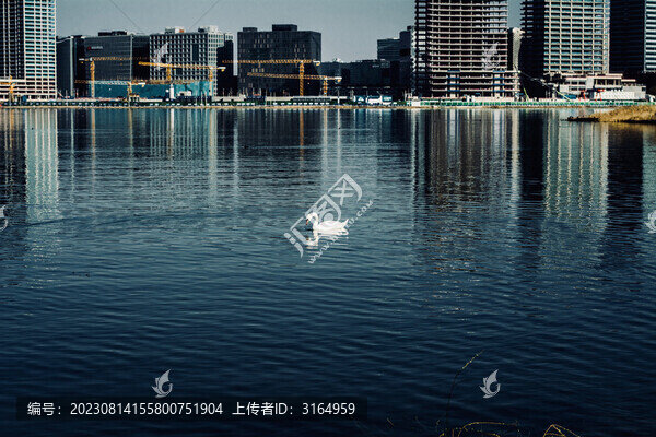 天鵝