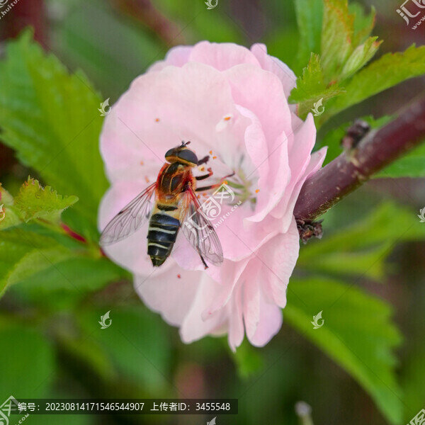 蜜蜂與花